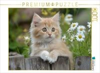 CALVENDO Puzzle CALVENDO Puzzle Roter Kater im Garten, 1000 Teile Lege-Gr&ouml;&szlig;e...