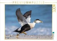 CALVENDO Puzzle CALVENDO Puzzle Eiderente (Eider Duck), 500 Teile Lege-Gr&ouml;&szlig;e...