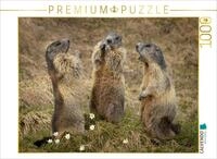 CALVENDO Puzzle CALVENDO Puzzle Murmeltierversammlung, 500 Teile Lege-Gr&ouml;&szlig;e...