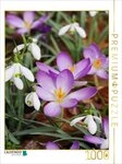 CALVENDO Puzzle CALVENDO Puzzle Schneegl&ouml;ckchen und Krokusse, 1000 Teile