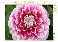 CALVENDO Puzzle CALVENDO Puzzle Dahlienbl&uuml;te, 1000 Teile Lege-Gr&ouml;&szlig;e 64 &times; 48...