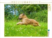 CALVENDO Puzzle CALVENDO Puzzle Mit Volldampf unterwegs - Briard, 1000 Teile