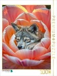 CALVENDO Puzzle CALVENDO Puzzle Tr&auml;umender Wolf im Bl&uuml;tenzauber, 1000 Teile