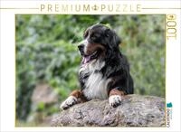 CALVENDO Puzzle CALVENDO Puzzle Berner Sennenhund Aiko, 1000 Teile Lege-Gr&ouml;&szlig;e...