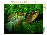 CALVENDO Puzzle CALVENDO Puzzle Jordanella floridae, FLORIDA U.S.A, 500 Teile