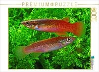 CALVENDO Puzzle CALVENDO Puzzle Pachypanchax sakaramyi, MADAGASKA, 500 Teile