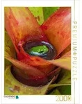 CALVENDO Puzzle CALVENDO Puzzle Bromelien - Lebensraum f&uuml;r Fr&ouml;sche, 2000 Teile