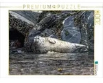 CALVENDO Puzzle CALVENDO Puzzle Robbe an der Felsk&uuml;ste, 2000 Teile...