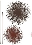 Komar Wandtattoo Pusteblume - Gr&ouml;&szlig;e 50 x 70 cm (4 St), selbstklebend, Wandsticker