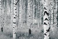 Komar Vliestapete Digitaldruck Vlies - Woods - Gr&ouml;&szlig;e 400 x 270 cm, glatt, bedruckt,