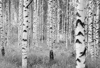 Komar Vliestapete Vlies - Woods - Gr&ouml;&szlig;e 368 x 248 cm, glatt, bedruckt, Wohnzimmer,