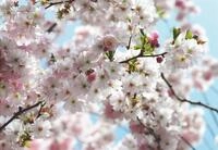 Komar Fototapete Spring - Gr&ouml;&szlig;e 368 x 254 cm, glatt, bedruckt, (8 St),...