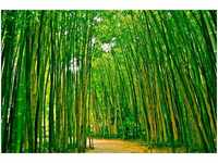 PaperMoon Bamboo Forest 350x260 cm