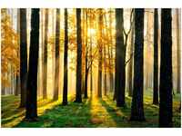 Papermoon Fototapete Sunny Forest, glatt