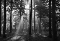 Papermoon Fototapete Forrest morning in black & white, glatt