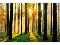 Papermoon Fototapete Sunny Forest, matt, (5 St)