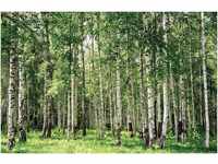 PaperMoon Birch Forest 350 x 260 cm