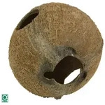  Cocos Cava 1300 cm x 1250 cm x 1250 cm