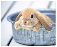 Speedlink Mauspad Mouse-Pad Maus-Pad Motiv Rabbit d&uuml;nn 1,5mm, Baby Hase, Mouse Maus