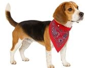 Nobby Hundehalsbandleuchte Nobby Halsband mit Tuch