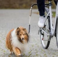 TRIXIE Fahrradhundeanh&auml;nger Biker-Set Fahrradhalterung f&uuml;r Hunde mit...
