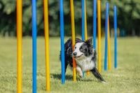 TRIXIE Agility-Slalom Fun Agility Slalom - blau/orange - &oslash; 3 &times; 115 cm,...
