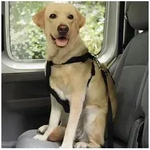 Nobby Autohundegeschirr Geschirr incl. Sicherheitsgurt schwarz schwarz Gr&ouml;&szlig;e:...