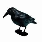 Siena Garden Tierabwehr-Attrappe Rabe Kunststoff 38cm schwarz mit Stab + F&uuml;&szlig;en, im
