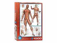 Eurographics Puzzles Das menschliche Muskelsystem (1.000 Teile)