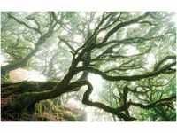 Komar Vliestapete The Forgotten Forest, (1 St), 400x250 cm (Breite x Höhe),