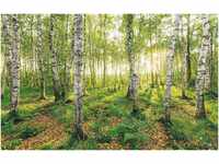 Komar Vliestapete Birch Trees, (1 St), 400x250 cm (Breite x Höhe),...