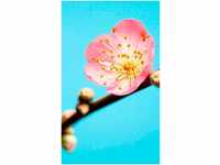 Komar Peach Blossom 150 x 250 cm