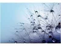 Papermoon Fototapete Seeds with Water Drops, glatt
