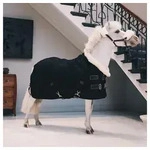 Kentucky Horsewear Pferde-Stalldecke Kentucky Horsewear Turnierdecke 160g Tiny -