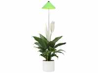PARUS Pflanzenlampe Indoor plants, Leuchtmittel für Pflanzen, Teleskopstab 1m,...