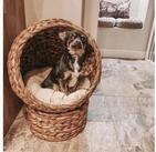 PawHut Tierhaus Rattan Katzenbett mit Kissen, Haustierbett Wasserhyazinthe,