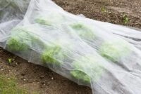 Windhager Gartenvlies Standard f&uuml;r gesundes Wachstum, Gartenfolie, (1-St),