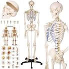 tectake Dekoobjekt Lebensgro&szlig;es anatomisches Modell - Tollund (Skelettmodell