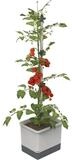 Gusta Garden Pflanzk&uuml;bel TOM TOMATO (inkl. stabiler Rankhilfe und