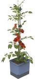 Gusta Garden Pflanzk&uuml;bel TOM TOMATO (inkl. stabiler Rankhilfe und