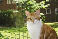 Nobby Schutznetz Nobby Katzenschutznetz schwarz Gr&ouml;&szlig;e M 4 x 3 m