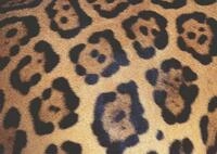 Ravensburger Verlag GmbH Puzzle Challenge Leopard, Puzzleteile