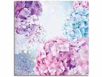 Art-Land Blau und Pink Hortensie 70x70cm (61537732-0)