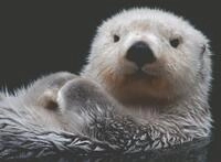 Ravensburger Puzzle 500 Teile Ravensburger Puzzle S&uuml;&szlig;er kleiner Otter 16980, 500