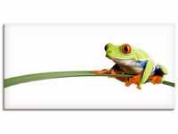 Artland Wandbild Frosch auf einem Blatt, Wassertiere (1 St), als Alubild,