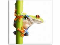 Artland Glasbild Frosch umfasst einen Pflanzenstengel, Wassertiere (1 St)