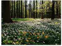 Artland Glasbild Frühlingswald bedeckt mit Windröschen, Wald (1 St), in