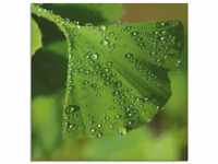 Artland Glasbild Ginkgo, Blätter (1 St), in verschiedenen Größen