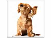 Art-Land Junger Hund hört Musik über Kopfhörer 50x50cm (32317451-0)