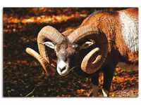 Artland Leinwandbild Mufflon, Wildtiere (1 St), auf Keilrahmen gespannt